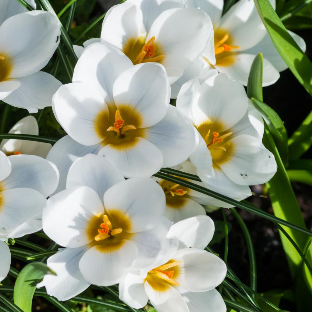 Crocus Ard Schenk