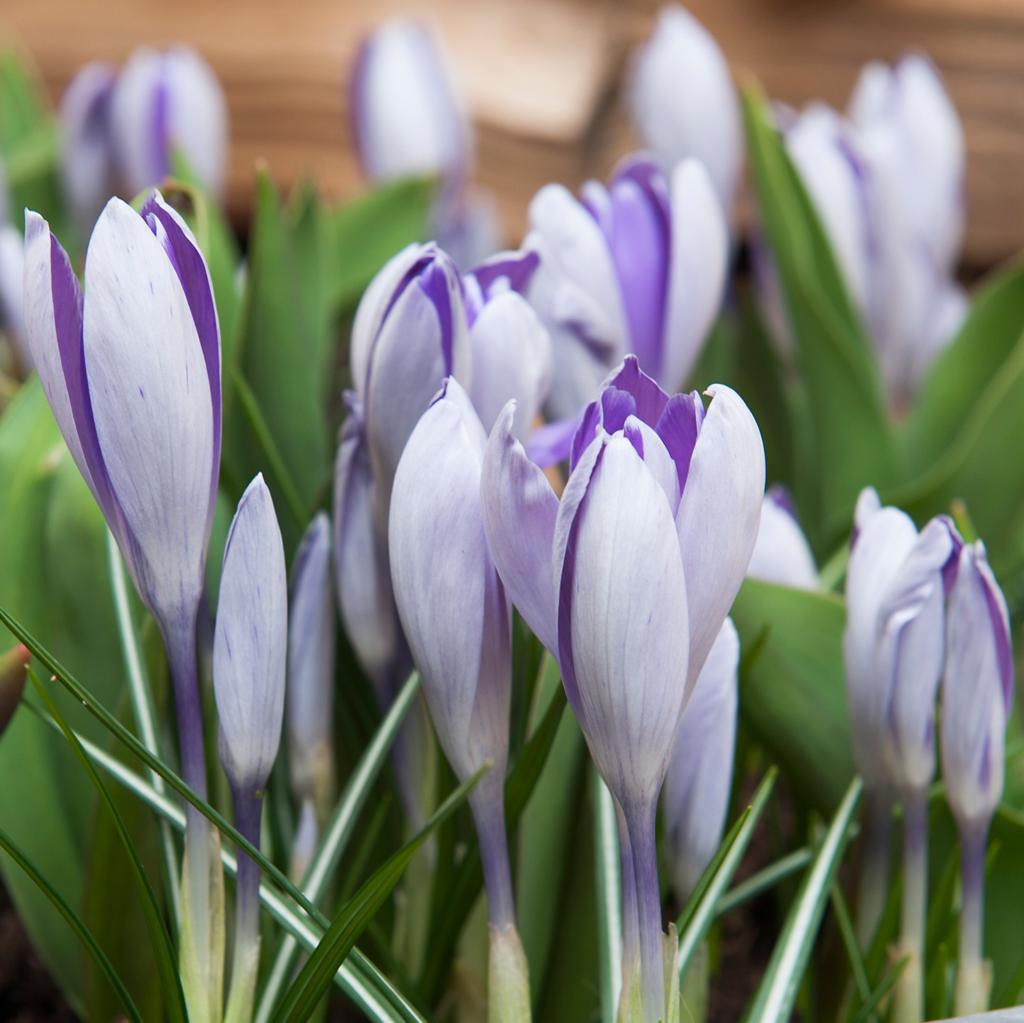 Crocus Blue Pearl