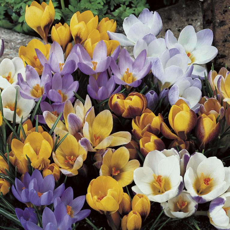Crocus Botanical Mix