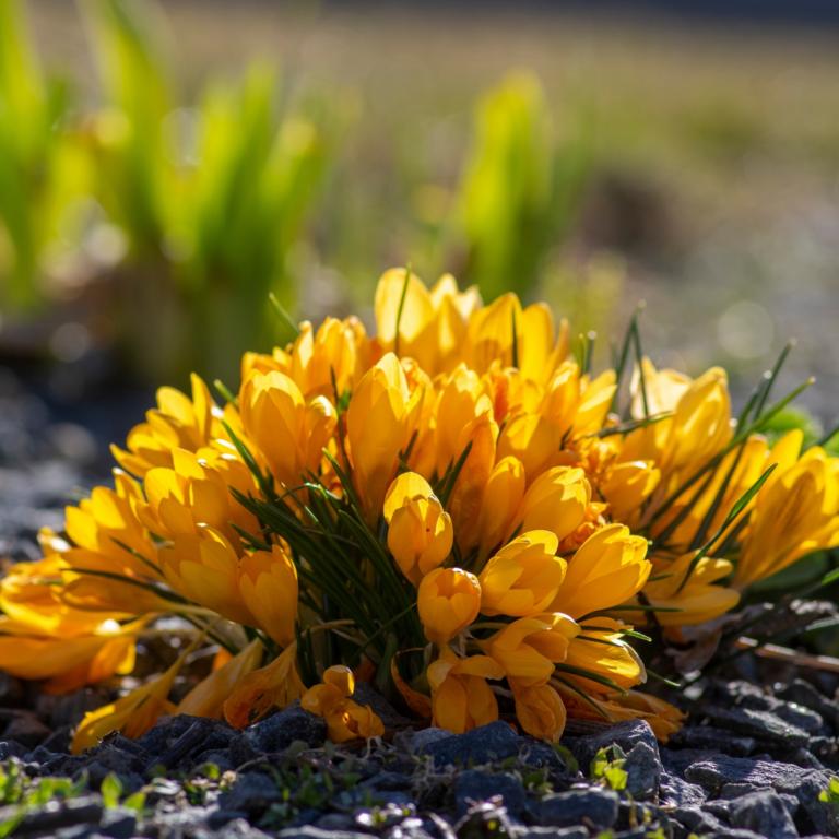 Crocus Dorothy