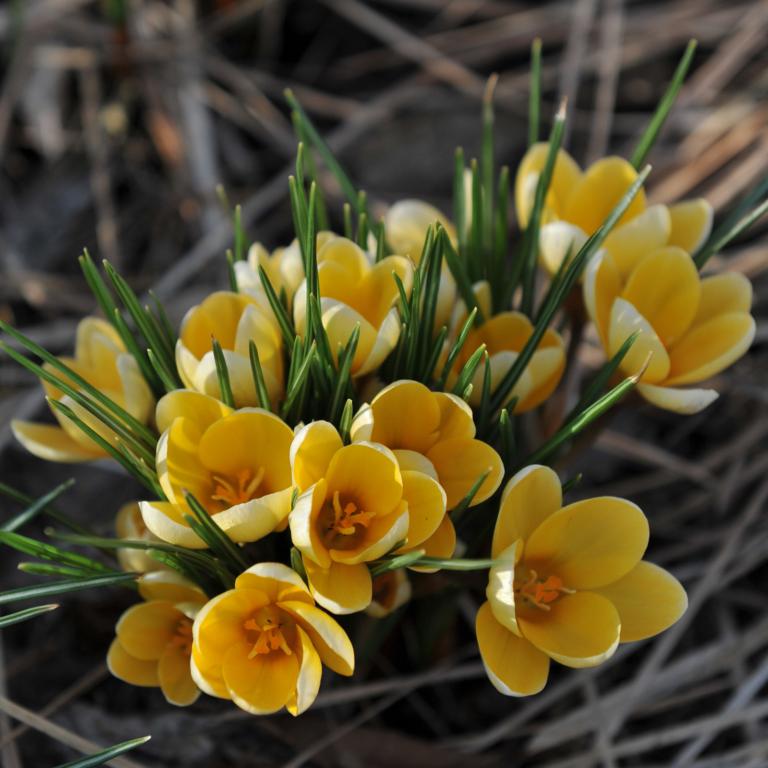 Crocus Romance