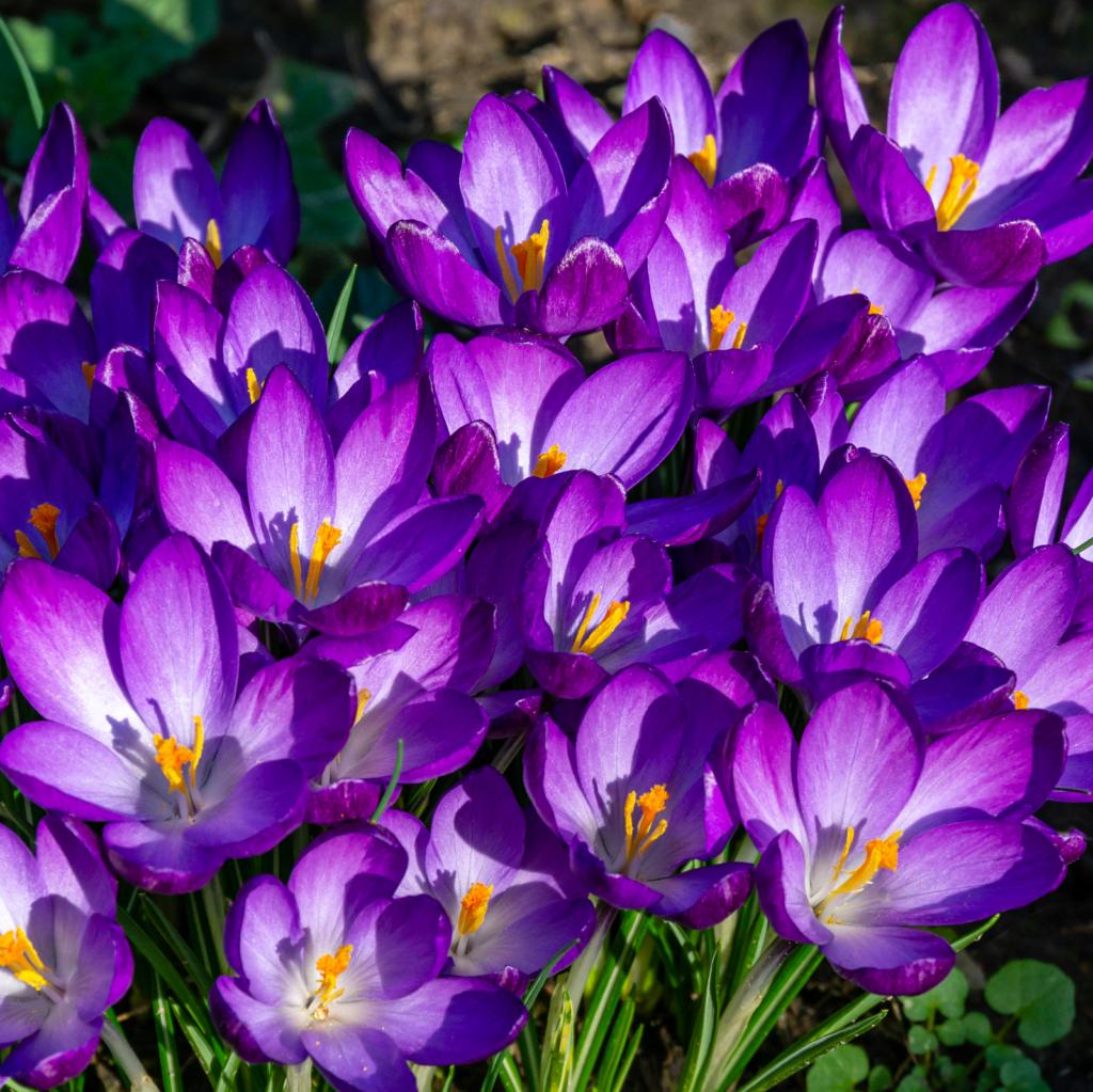 Crocus Ruby Giant