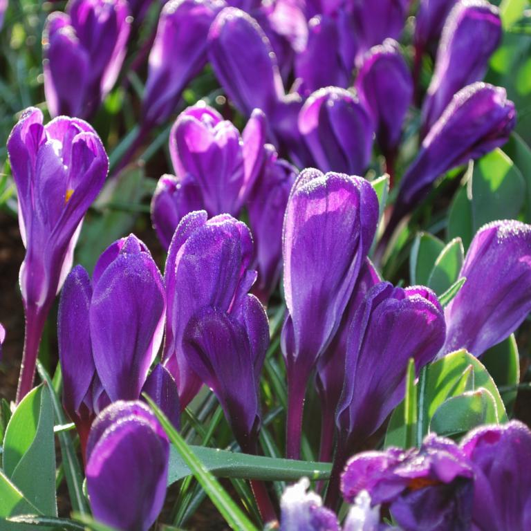 Crocus Flower Record