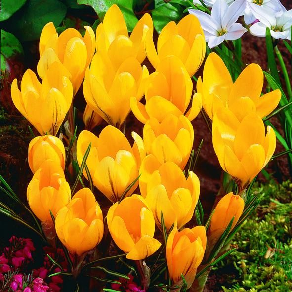 Crocus Grand Yellow