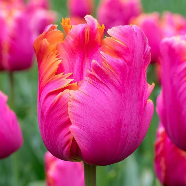 Tulipa Amazing Parrot