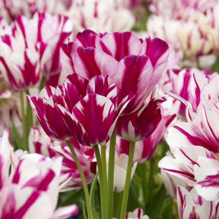 Tulipa Candy Club