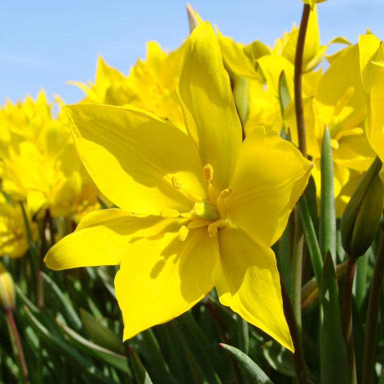 Tulipa Sylvestris