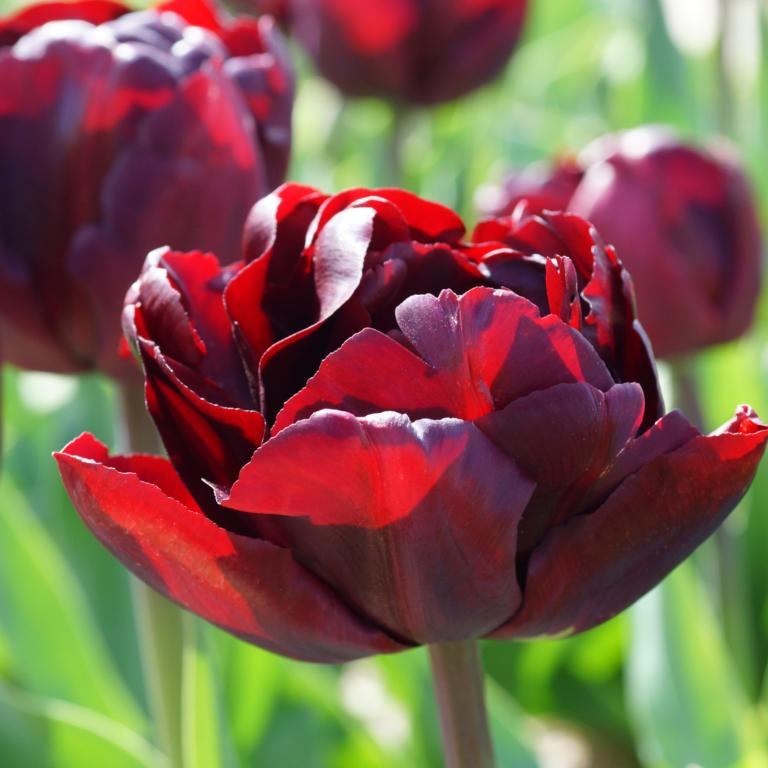 Tulipan Palmyra