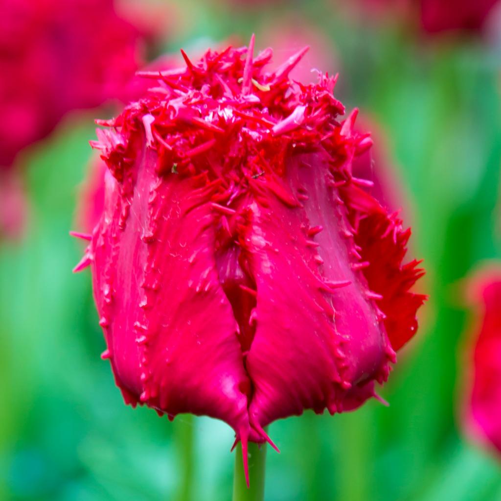 Tulipa Barbados