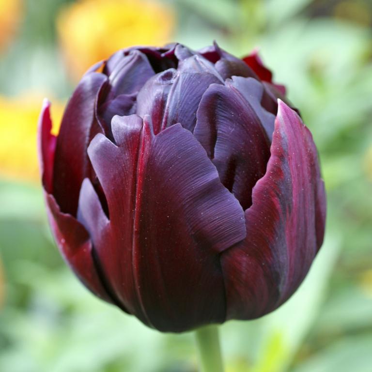 Tulipa Black Hero