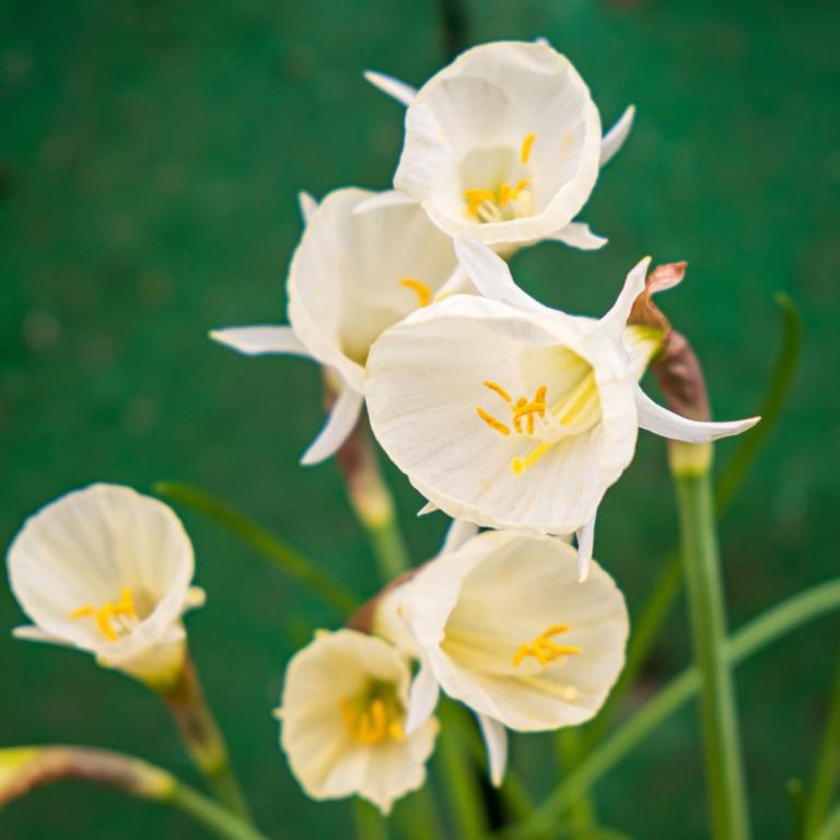 Narcissus Arctic Bells