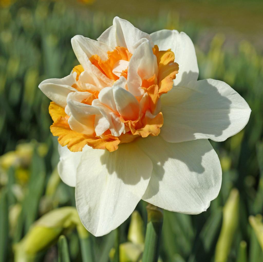 Narcissus Extravaganza