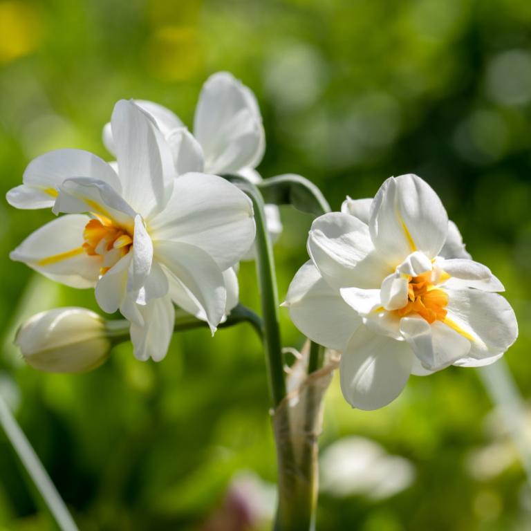 Narcissus Erlicheer