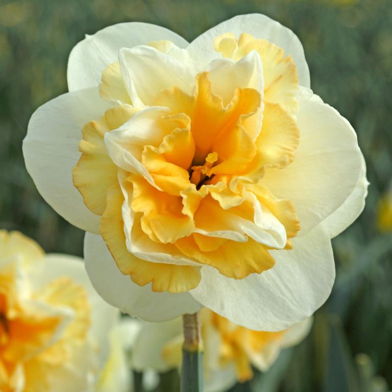 Narcissus Golden Pearl