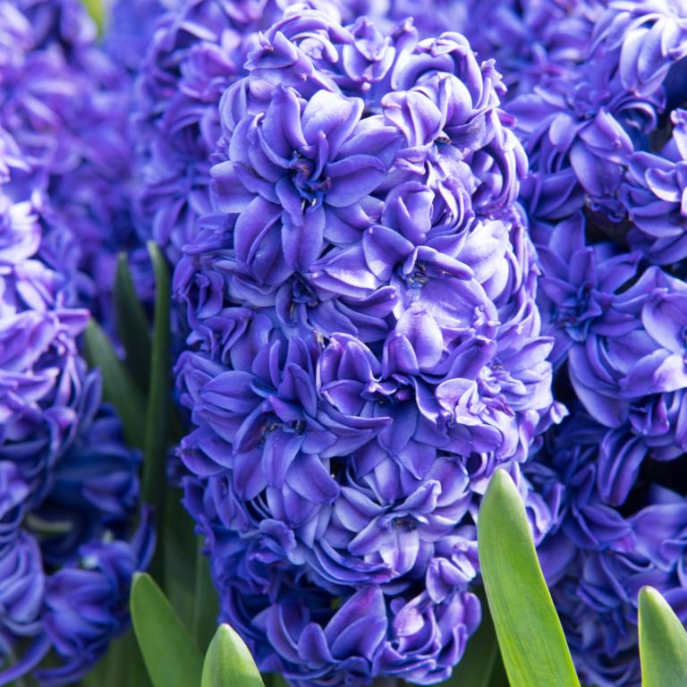 Hyacinthus Royal Navy
