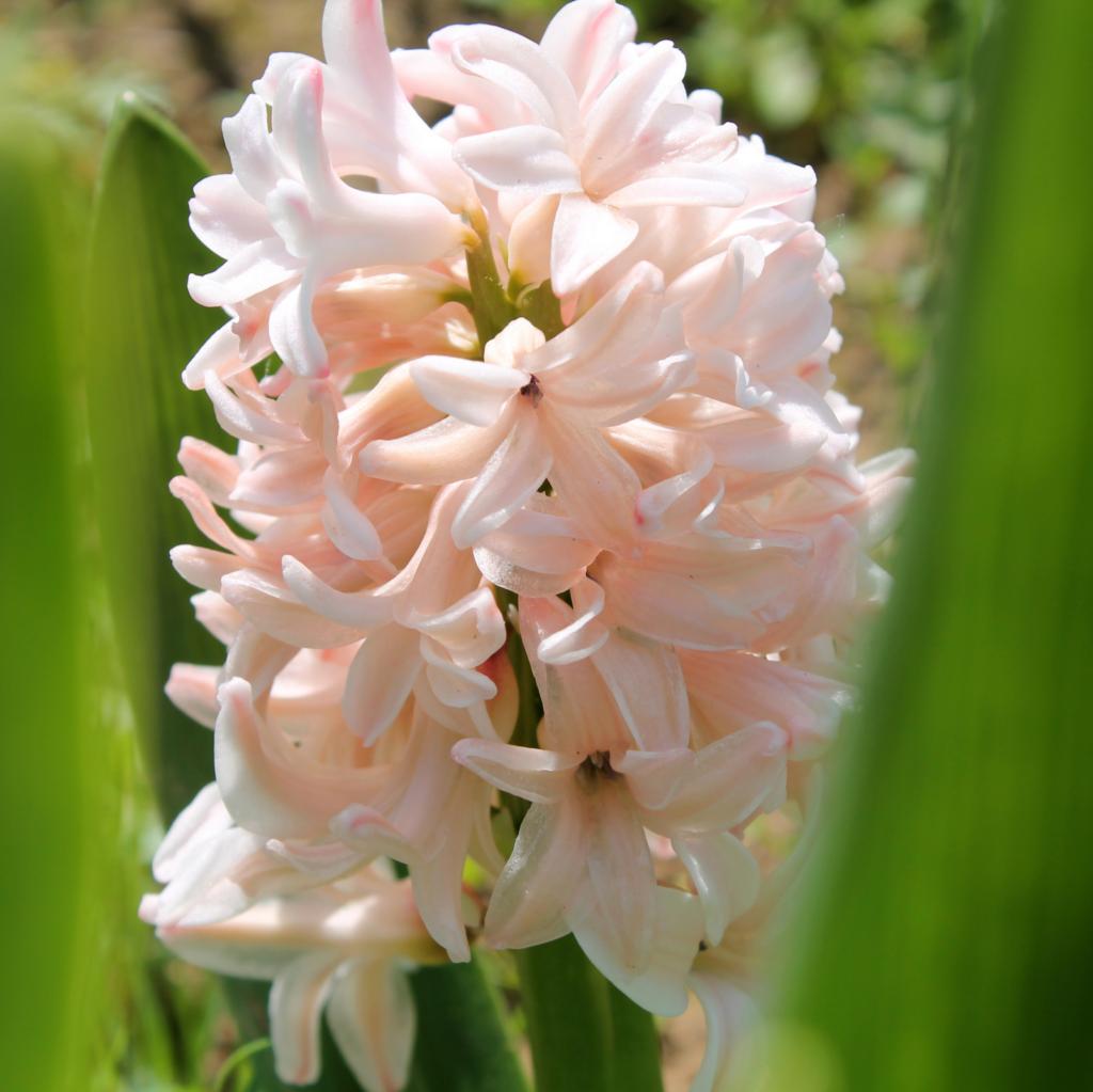 Hyacinthus China Pink