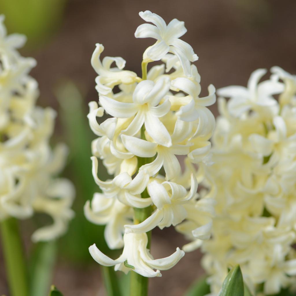 Hyacinthus Gipsy Princess