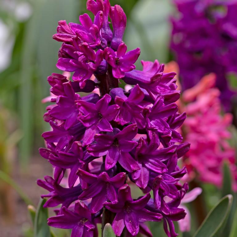Hyacinthus Woodstock