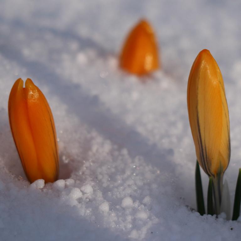 Crocus Orange Monarch