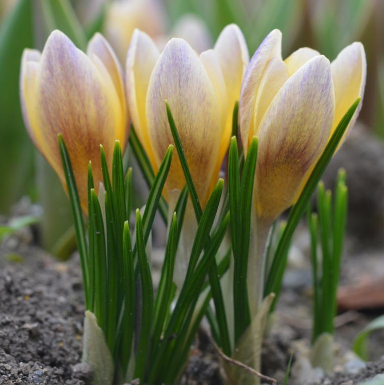 Crocus Advance