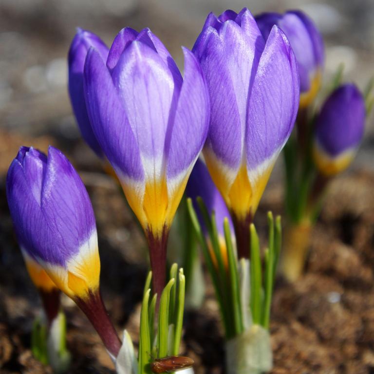 Crocus Tricolor