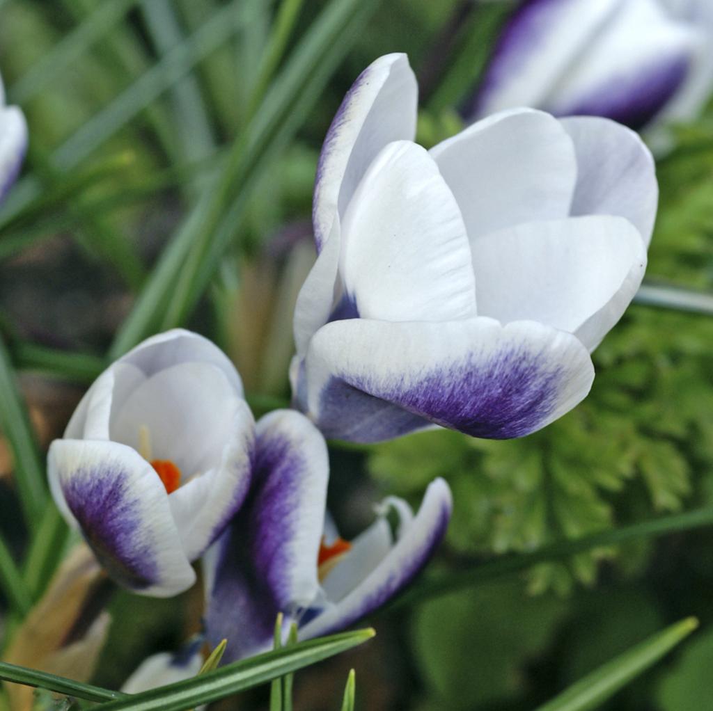 Crocus Prince Claus