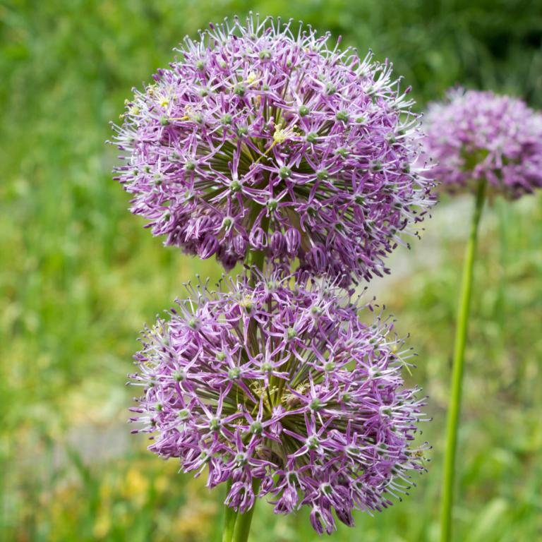 Allium Bulgaricum
