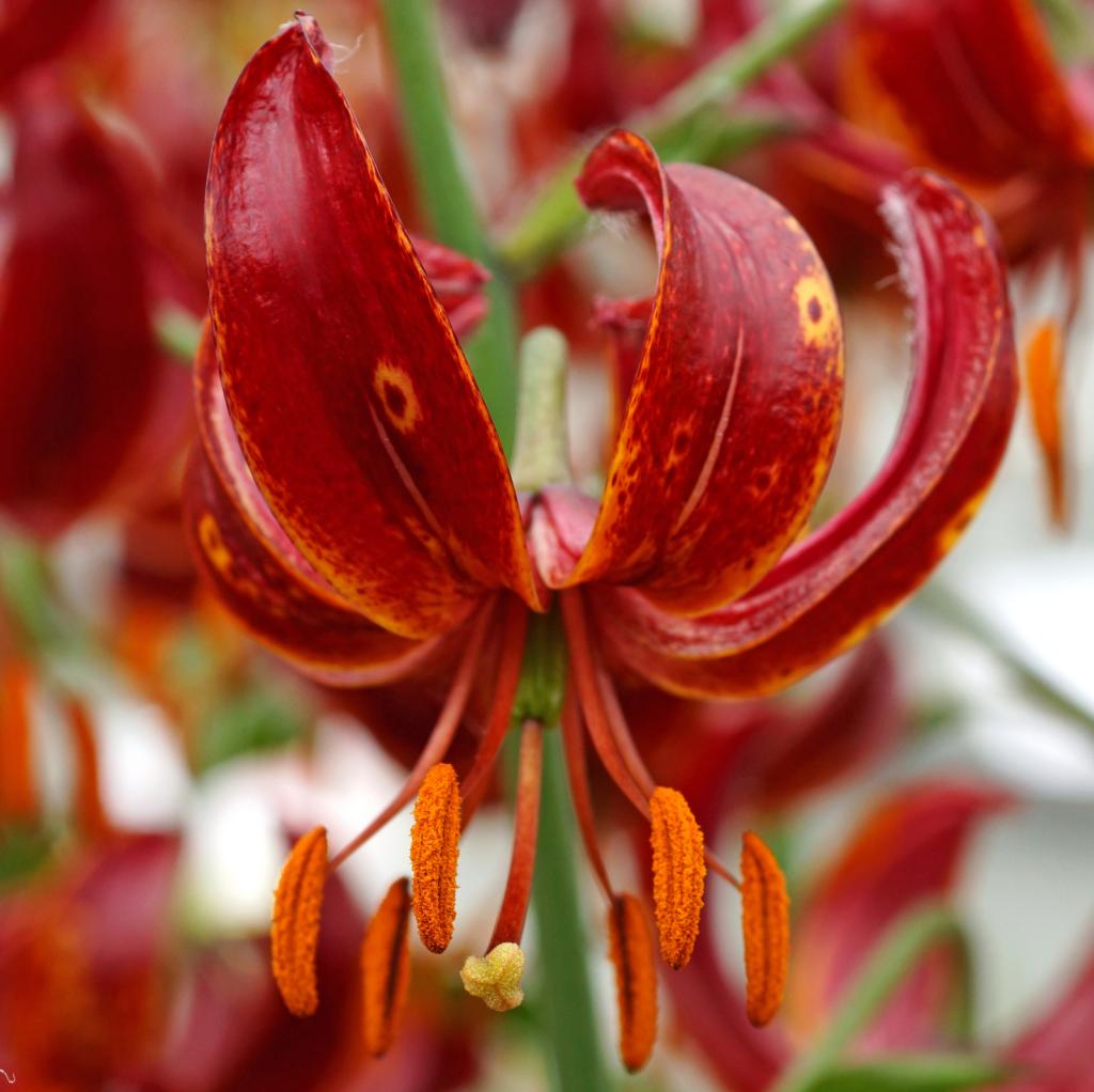Lilium Claude Shride