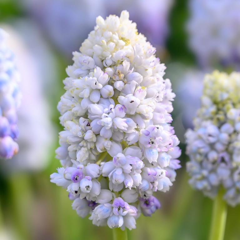 Muscari Nature's Beauty