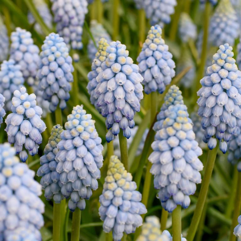 Muscari arm. Valerie Finnis