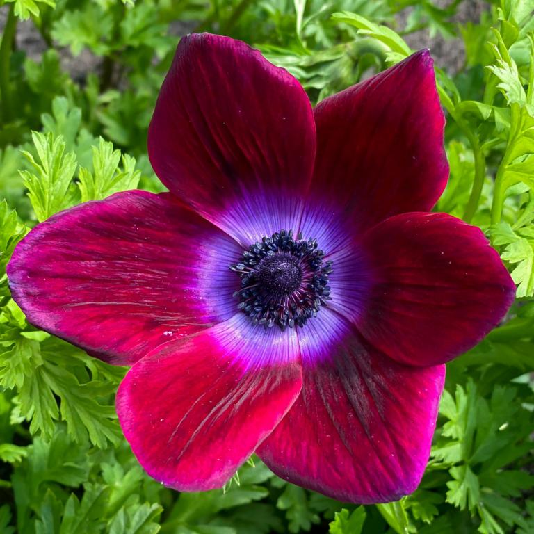 Anemone Bordeaux