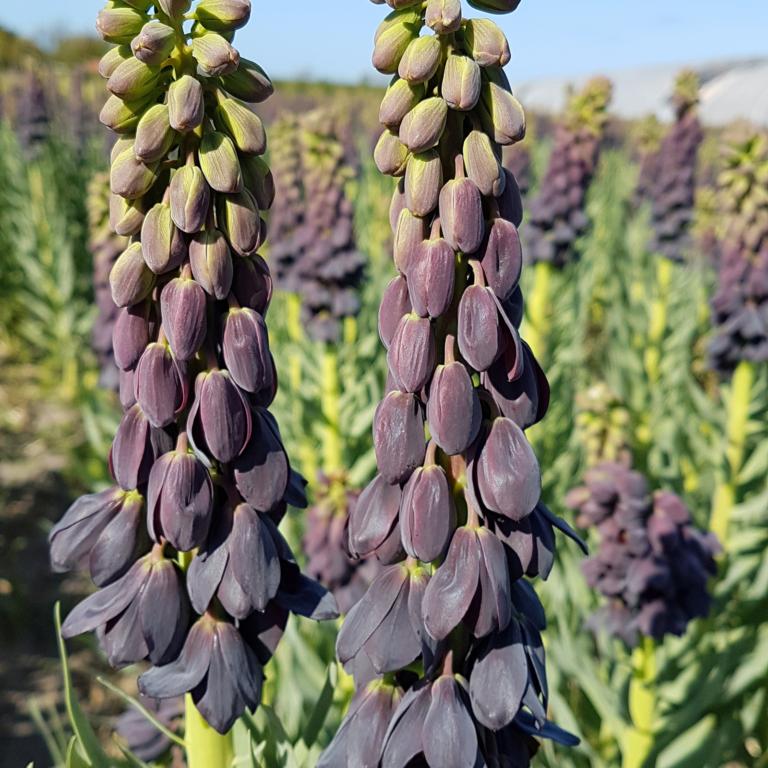 Fritillaria Blues Brothers