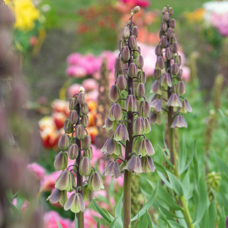 Fritillaria Green Dreams