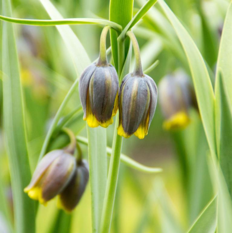 Fritillaria Uva-Vulpis