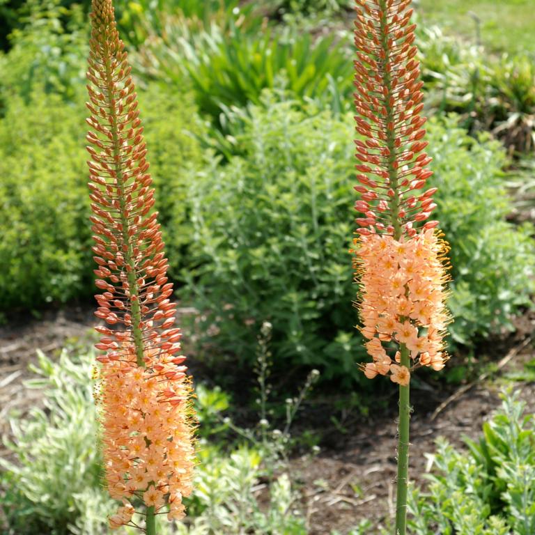 Eremurus Cleopatra