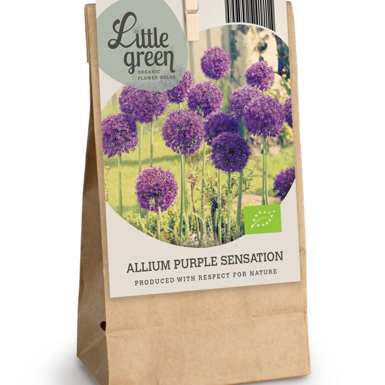 Allium Purple Sensation