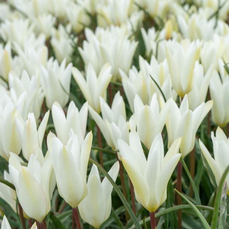 Tulipa Sylvia