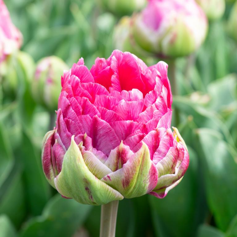 Tulipa Wicked in Pink
