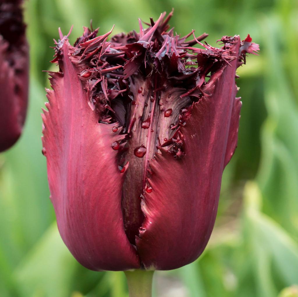 Tulipa Labrador