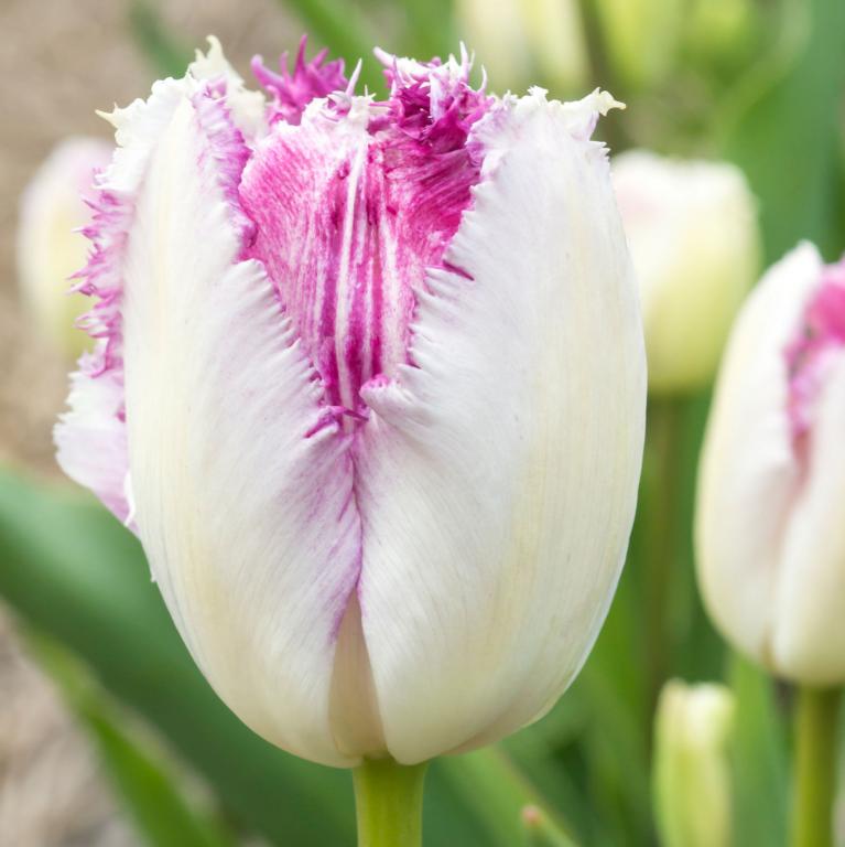 Tulipa Eyelash