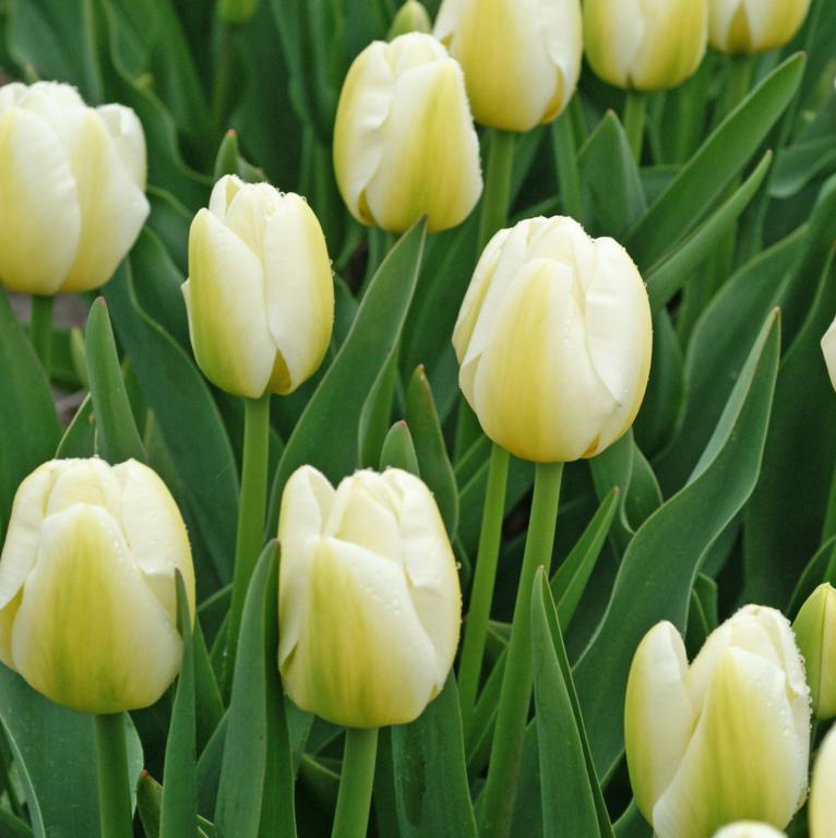 Tulipa Angel's Wish