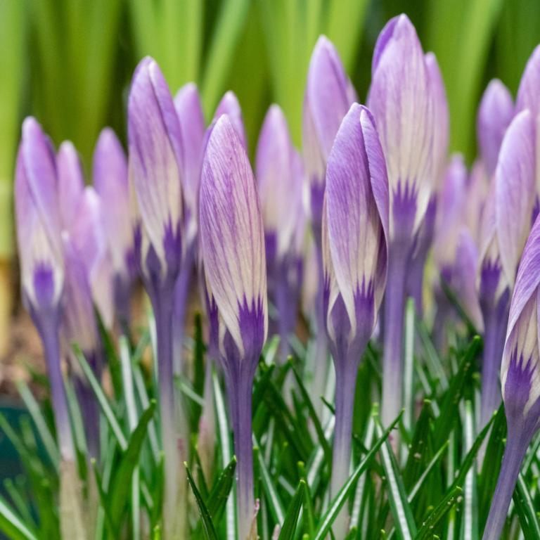 Crocus Striped Bird