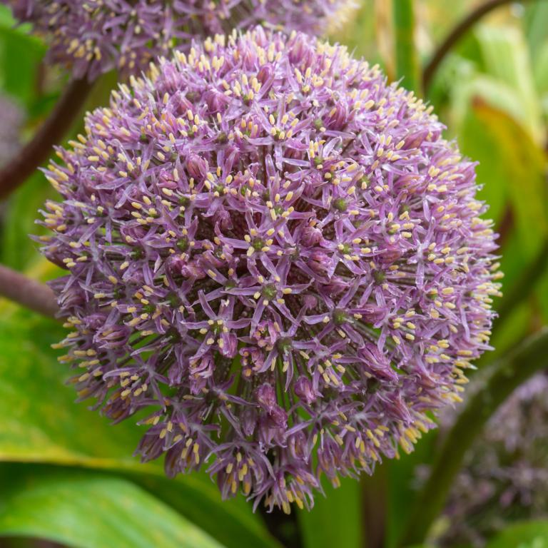 Allium Party Balloons