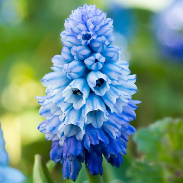 Muscari Azureum