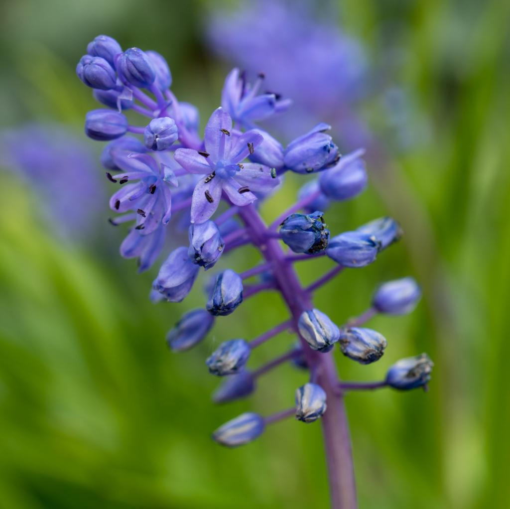 Scilla Litardierei