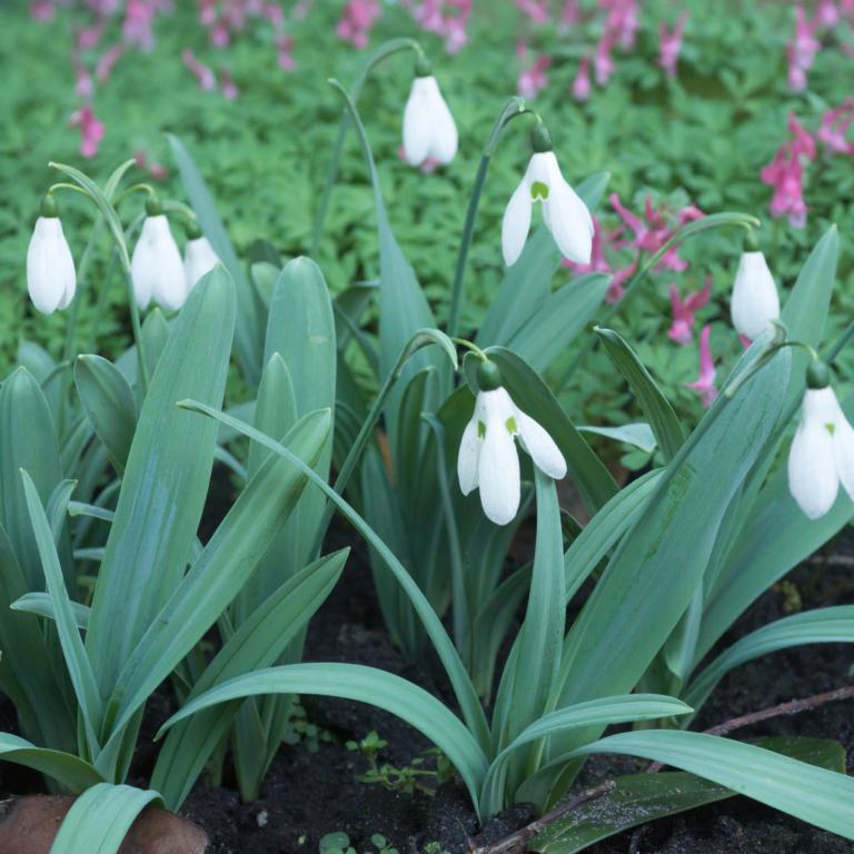 Galanthus Mount Everest