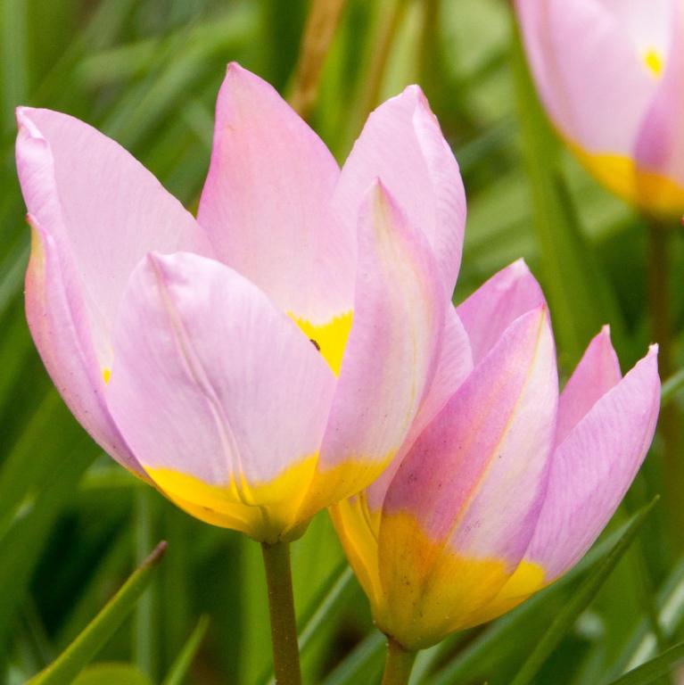 Tulipa Bakeri Lilac Wonder