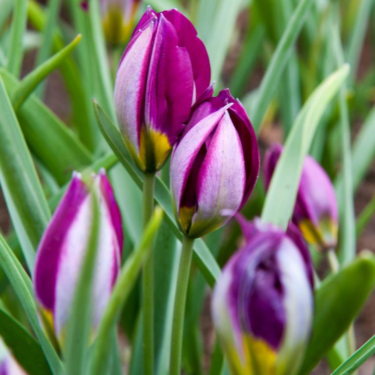 Tulipa Persian Pearl