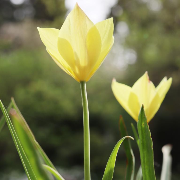 Tulipa Honky Tonk