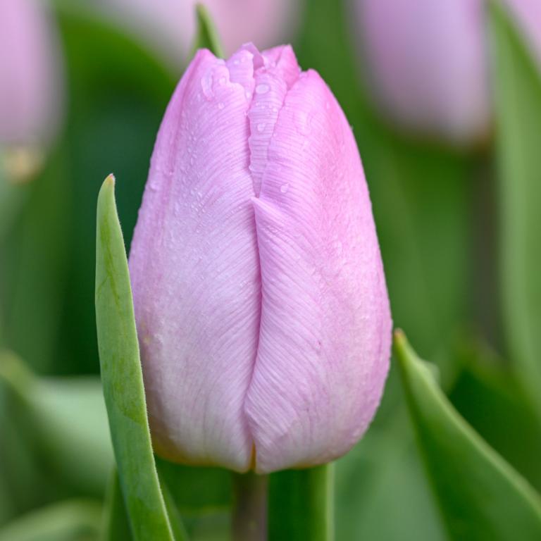 Tulipa Candy Prince